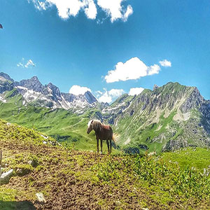 Vorarlberg horse